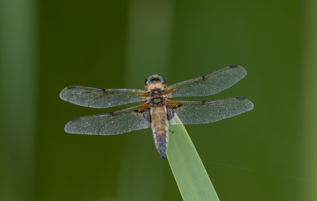 male Four-spotted Chaser © Debbie Ross 2019