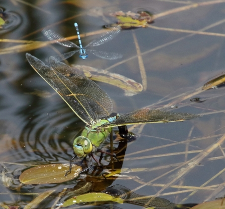 Emperor Dragonfly ovipositing © Iain Macaulay 2019