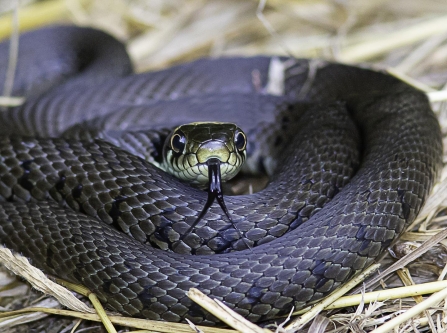Grass Snake © Barry Wardley 2019