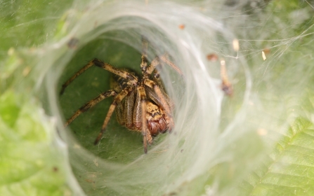 Labyrinth Spider (Agelena labyrinthica) © Allen Holmes 2019