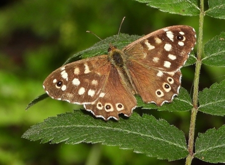 Speckled Wood - Adel Dam