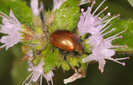 Mint Leaf Beetle © Allen Holmes 2019