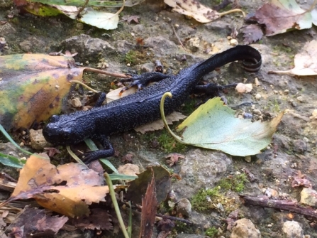 Great Crested Newt © Lynda Christou