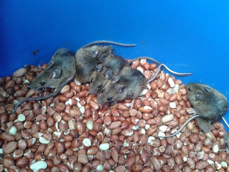 family of Wood Mice in a peanut drum © Roger Bird 2019