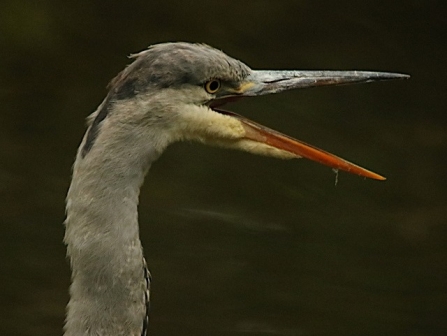 Grey Heron - Adel Dam