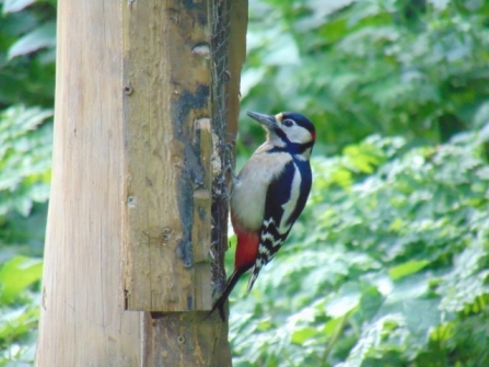Great Spotted Woodpecker © Lynda Christou 2019