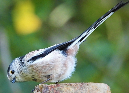 Long-tailed tit - AdelDam