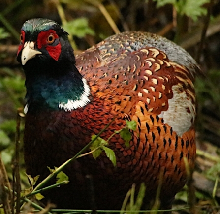 Pheasant - AdelDam