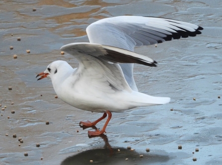 Black-headed gull - Adel Dam