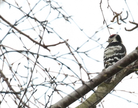 male Lesser Spotted Woodpecker (taken on 19th March) © Rob Mellor 2020