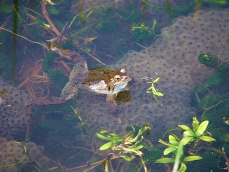 Frog and frogspawn © Jon Traill