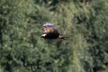 wing-tagged Marsh Harrier © Adrian Andruchiw 2020