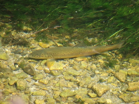 Brown trout in a chalk stream © Jon Traill