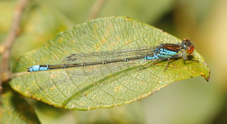 Small Red-eyed Damselfly © Allen Holmes 2020