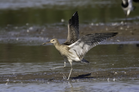 Curlew (from Tuesday) © Barry Wardley 2020