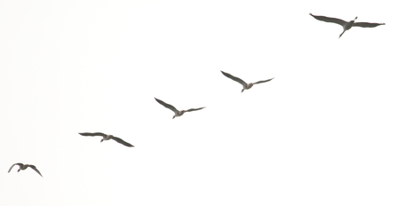 record shot of Crane following Greylags © Allen Holmes 2020