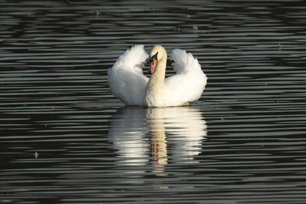 Mute Swan © Keith Horton 2020