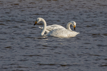 Whooper Swans © Adrian Andruchiw 2020