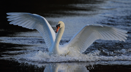 Mute Swan © Allen Holmes 2020