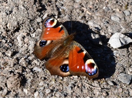 Peacock Butterfly © Lynda Christou 2021