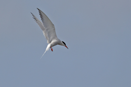 Common Tern © Adrian Andruchiw 2021