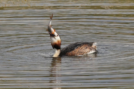 Great Crested Grebe with Roach © Adrian Andruchiw 2021