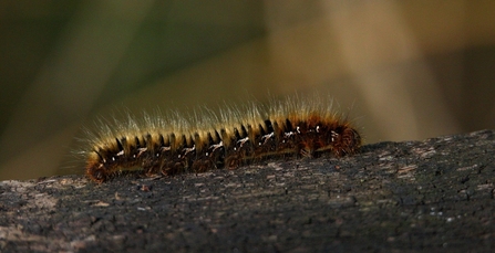 Northern Eggar Moth Caterpillar © Allen Holmes 2021