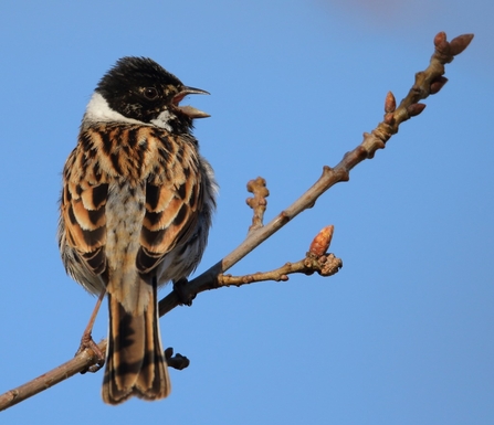 male Reed Bunting © Allen Holmes 2021