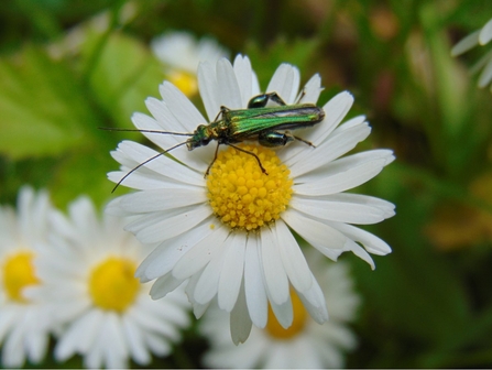 Thick-legged flower beetle © Lynda Christou 2021