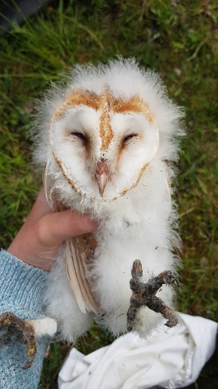 Barn Owl chick © Rebekah Beaumont 2021