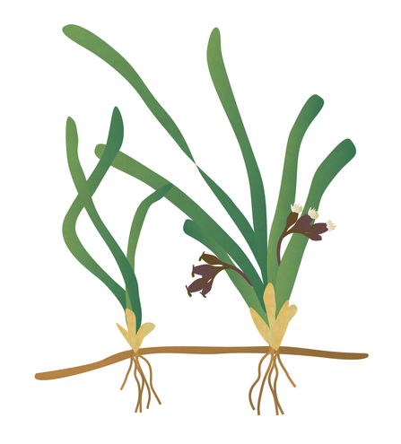 Seagrass illustration