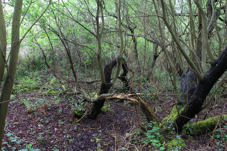Example willow tit habitat (C) Jim Horsfall