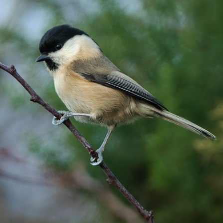 A willow tit perched a thing branch