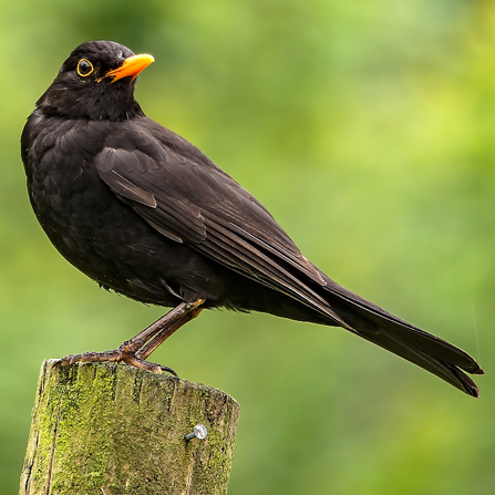 Blackbird perched on a wooden fence post by Bob Coyle
