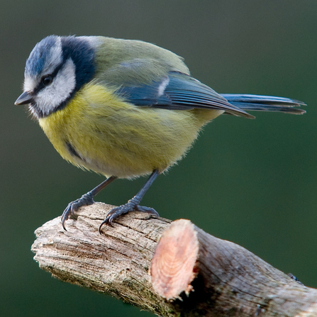 Blue tit perched on a branch by Bob Coyle