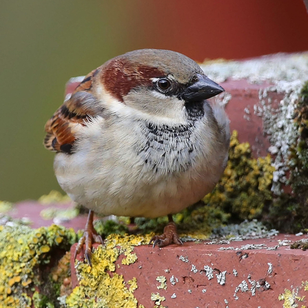 House sparrow at on a garden wall by Margaret Holland