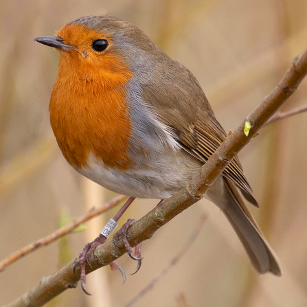 Robin perched on a branch by Jon Hawkins Surrey Hills Photography
