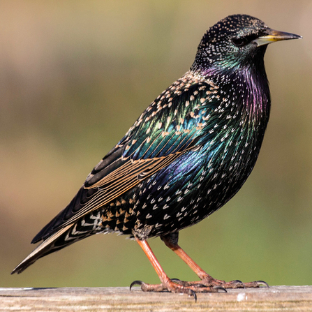 An iridecent looking starling by Mark Robinson