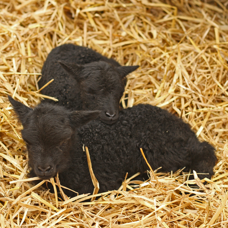 Two Hebridean lambs cuddled together on top of hay