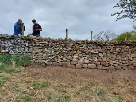 Volunteer learning to build dry stone wall