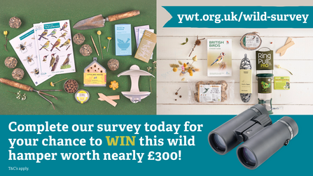 Image of prize, including binoculars, ID guides, feeders, fat balls, bee bombs, insect homes