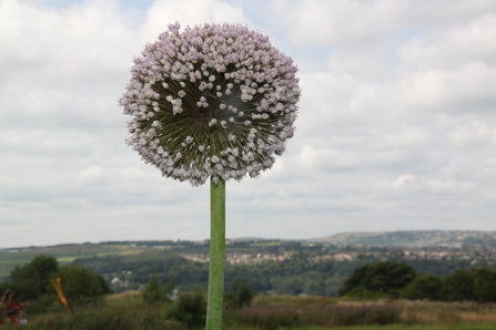A photograph of a flower in front of the landscape at Stirely (C) Maisy Richards 