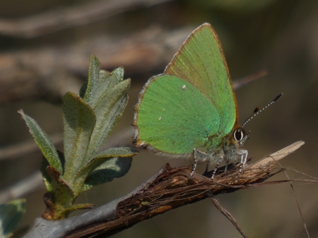 A bright green butterfly sits on a branch