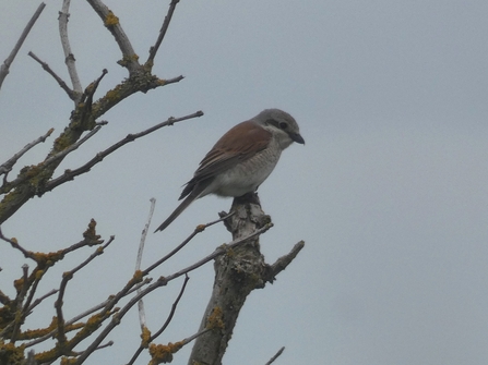 A small bird with a white chest and brown wings sits on some branches.