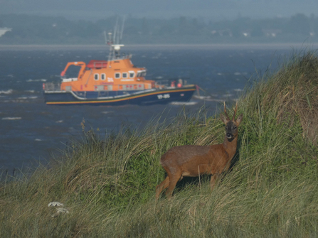A roe deer stands on a bank, with the RNLI lifeboat on the Humber in the background