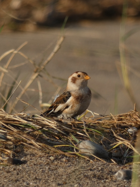 A small brown bird sits on the sand