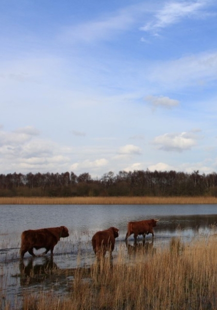Cows in shallow water by reedbed