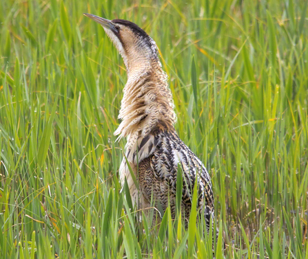 A bittern, hiding in long grass with its long neck pointed up in the air.