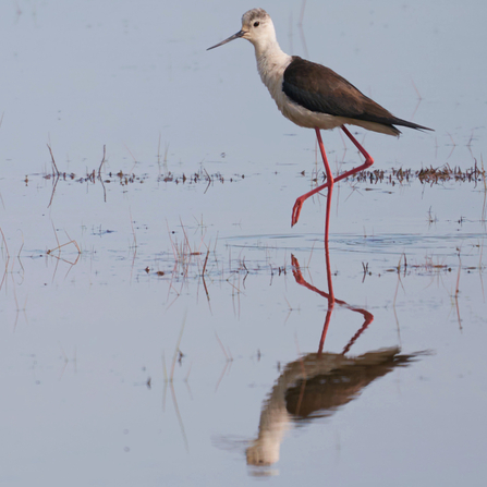 A black wing stilt walking across a still lake. Its reflection is perfectly mirrored in the glass like water below.
