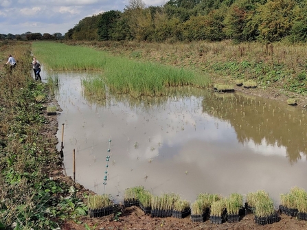 Future wetland being planted at North Cave Wetlands - Photo by Paul Wray